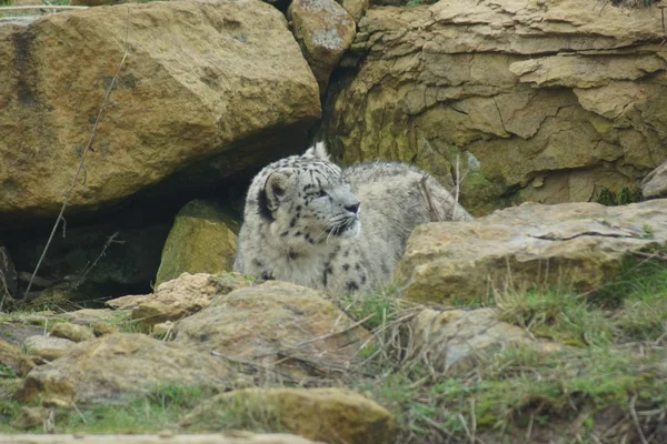 Snow Leopard - Pantheria uncia — Zdjęcie stockowe