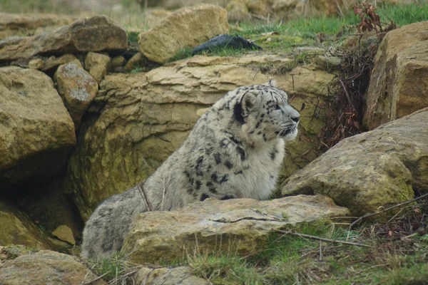 Snow Leopard - Pantheria uncia — Zdjęcie stockowe