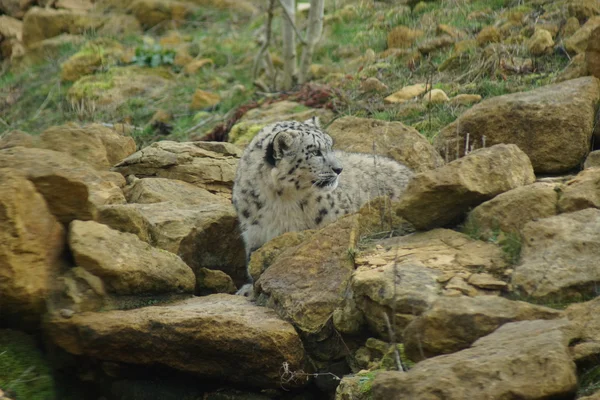 Kar leopar - pantheria uncia — Stok fotoğraf