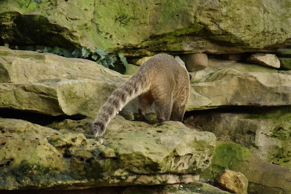 Południowoamerykańskie coati - Nasua nasua — Zdjęcie stockowe