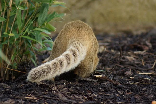 Coati sudamericano - Nasua nasua — Foto de Stock