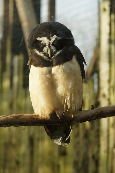 眼镜猫头鹰-pulsatrix perspicillata — 图库照片
