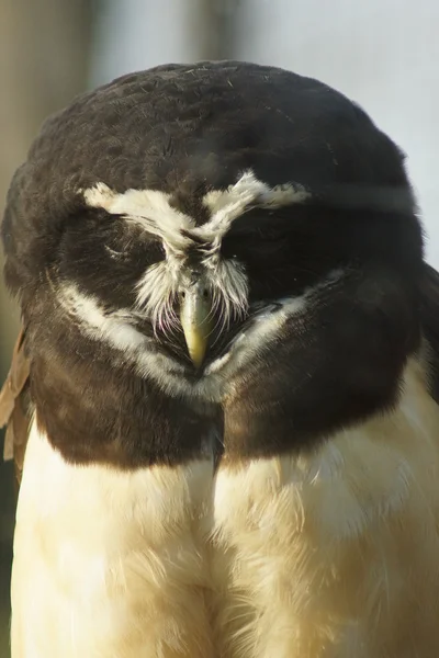 Búho de anteojos - Pulsatrix perspicillata — Foto de Stock