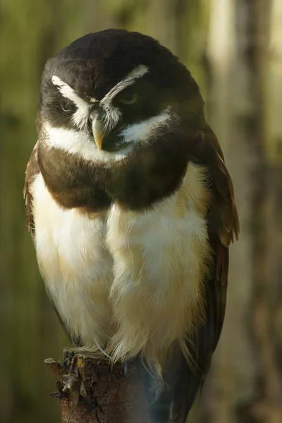 眼镜猫头鹰-pulsatrix perspicillata — 图库照片