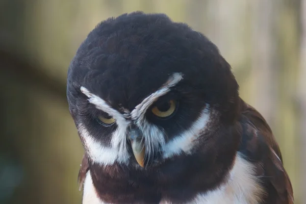 Spectacled Owl - Pulsatrix perspicillata — Stock Photo, Image