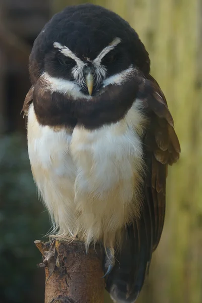 Bozkır baykuş - pulsatrix perspicillata — Stok fotoğraf