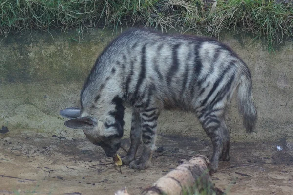 Strimmig hyena - hyaena hyaena — Stockfoto