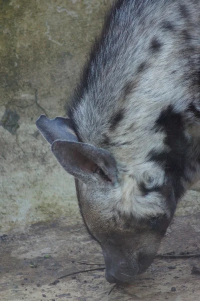 条纹鬣狗-hyaena hyaena — 图库照片