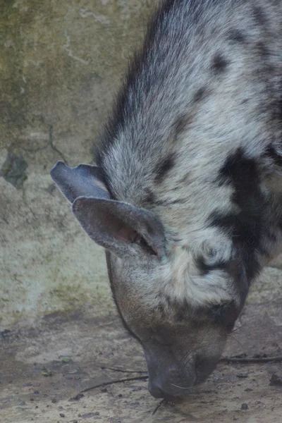 Hiena listrada - Hyaena hyaena — Fotografia de Stock