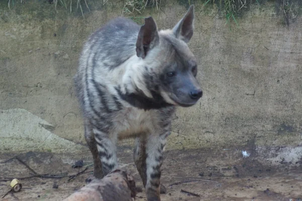 Hyena žíhaná - hyaena hyaena — Stock fotografie