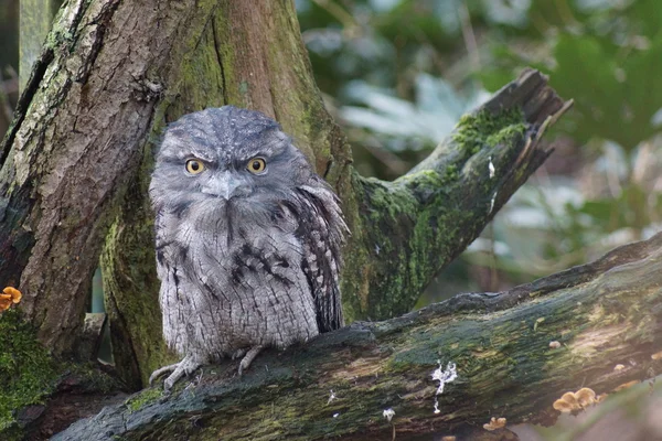 Paszczak - podargus strigoides — Zdjęcie stockowe