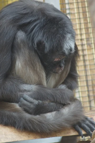 Pestrý spider monkey - ateles hybridus — Stock fotografie