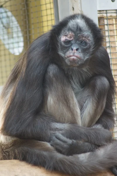 Alacalı spider monkey - ateles hybridus — Stok fotoğraf