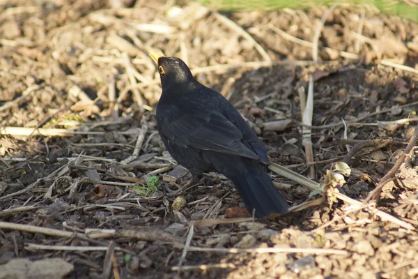 Поширений чорний птах - Турдус-Мерула — стокове фото