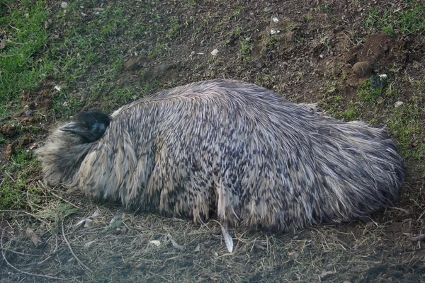 Nesting Emu - Dromaius noveahollandiae — Fotografie, imagine de stoc