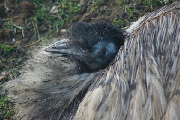 Nesting Emu - Dromaius noveahollandiae — Stock Photo, Image