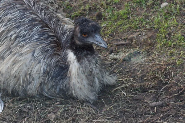 Pesivät Emu - Dromaius noveahollandiae — kuvapankkivalokuva