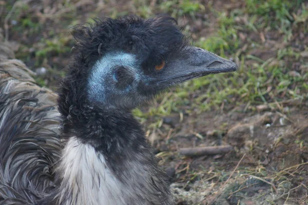 Nesten emu - emoes noveahollandiae — Stockfoto