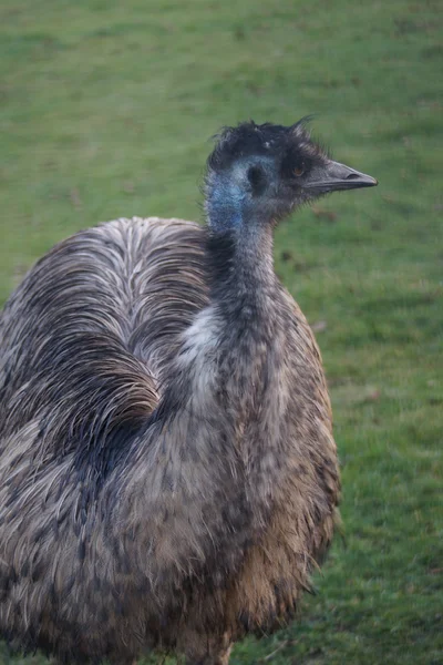 Emu - Dromaius noveahollandiae — Stock Photo, Image