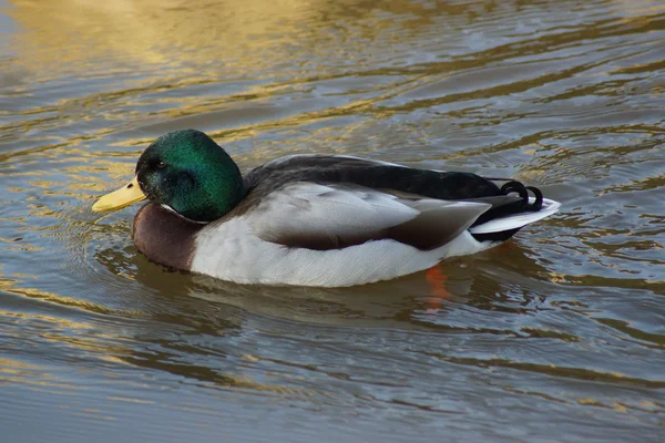 Качка - mallard - Анас platyrhynchos — стокове фото