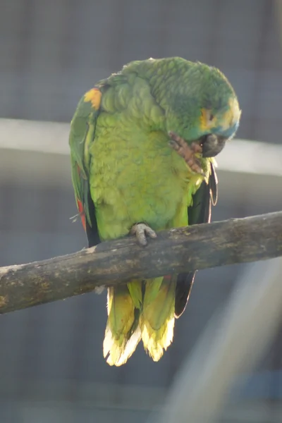 Orange-winged Amazon Parrot - Amazona amazonica — Stock Photo, Image