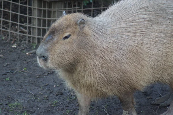 Capybara - Hydrochoerus hydrochaeris – stockfoto