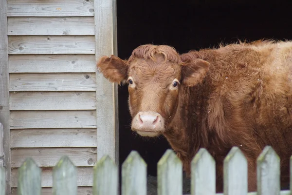 Farmyard Imagery - Cattle - Bos primigenius — Stock Photo, Image