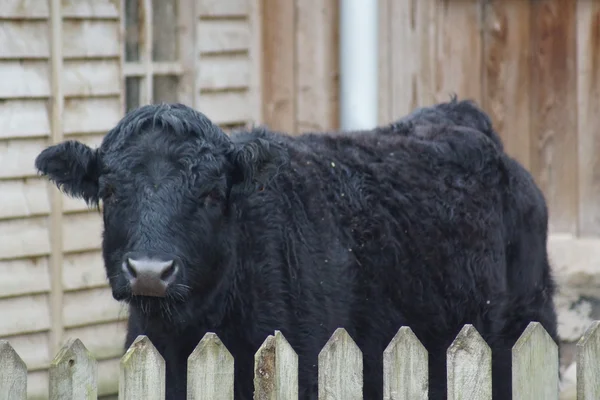 Farmyard Imagery - Cattle - Bos primigenius — Stock Photo, Image
