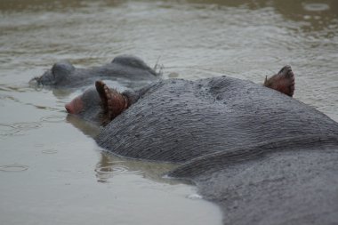 Hippopotamus - Hippopotamus amphibius clipart