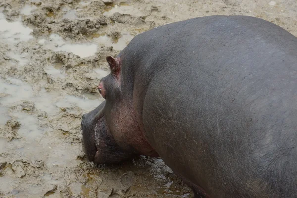 Hippopotamus - nijlpaard amphibius — Stockfoto