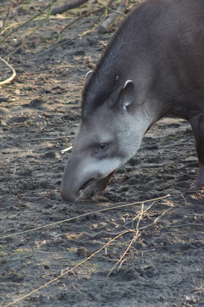 Lowland Tapir - Tapirus terrestris — Stock Photo, Image