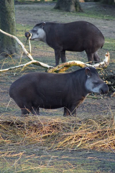 Ova tapir - tapirus terrestris — Stok fotoğraf
