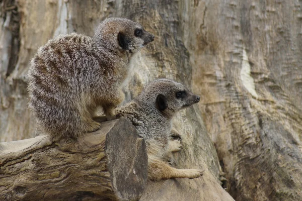 Erdmännchen - suricata suricatta — Stockfoto