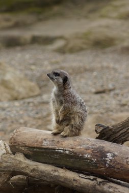 Meerkat - Suricata suricatta