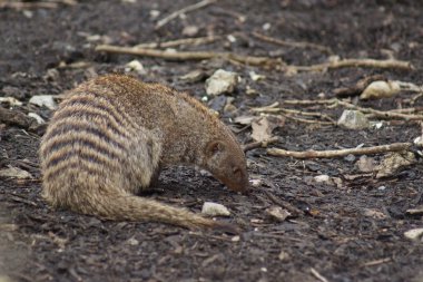 Ring-Tailed Coati - Nasua nasua