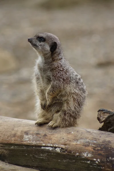 Meerkat - Suricata suricatta — Stock Photo, Image