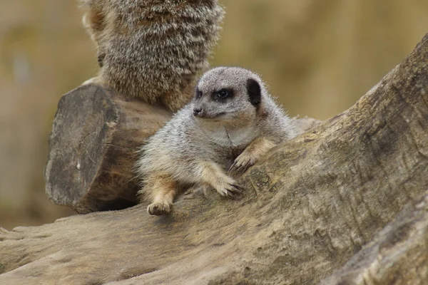 Meerkat - Suricata suricatta — Stok fotoğraf