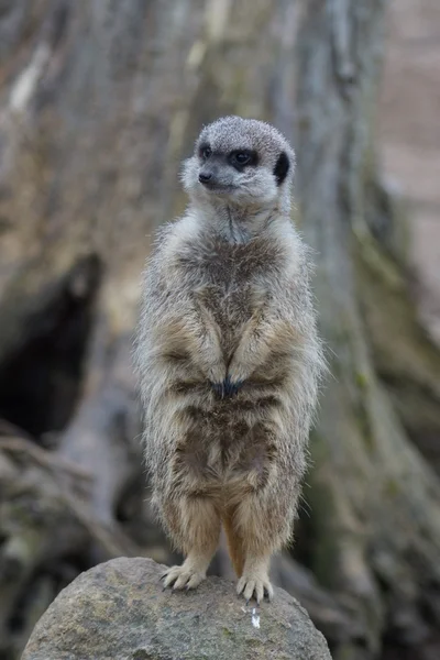 Meerkat - Suricata suricatta — Stock Photo, Image