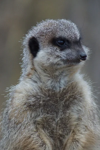 Meerkat-suricata suricatta — 스톡 사진
