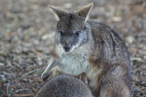 Parmawallabie - macropus parma — Stockfoto