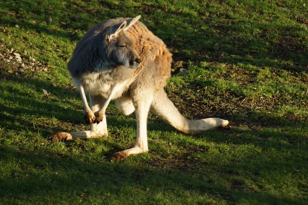 Vörös óriáskenguru - (Macropus rufus) — Stock Fotó