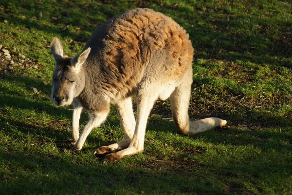 Canguro rojo - Macropus rufus — Foto de Stock