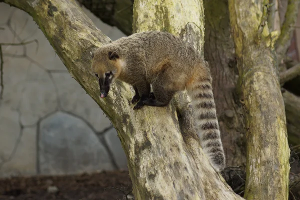 Coati de cauda anelada - Nasua nasua — Fotografia de Stock