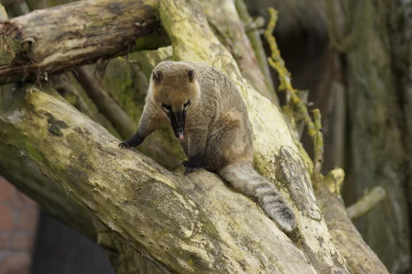 Ring-Tailed Coati - Nasua nasua — Stok fotoğraf