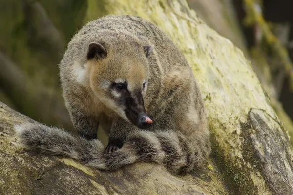 Coati de cauda anelada - Nasua nasua — Fotografia de Stock