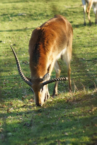 Zuidelijke Litschiewaterbok - kobus leche kafuensis — Stockfoto