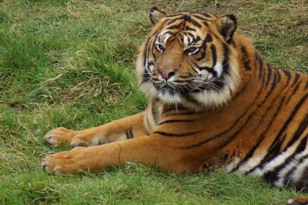 Tygrys sumatrzański - panthera tigris sumatrae — Zdjęcie stockowe