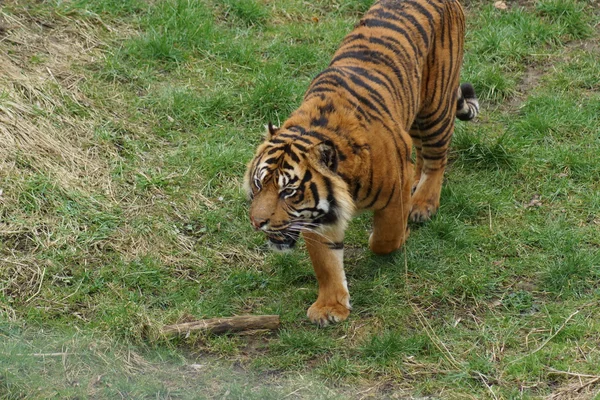 Sumatra Tiger - Panthera tigris Sumatrae — Stockfoto