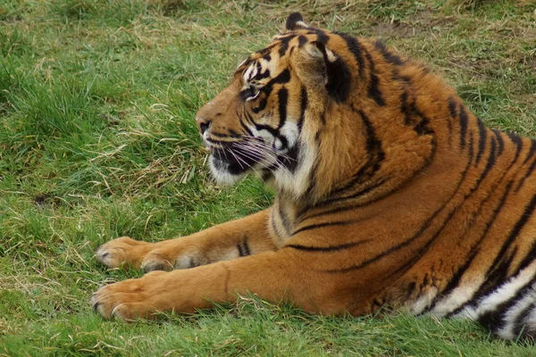 Tygr sumaterský - panthera tigris sumatrae — Stock fotografie