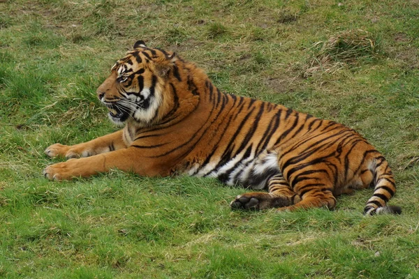 Tigre de Sumatra Panthera Tigris Sumatrae — Photo